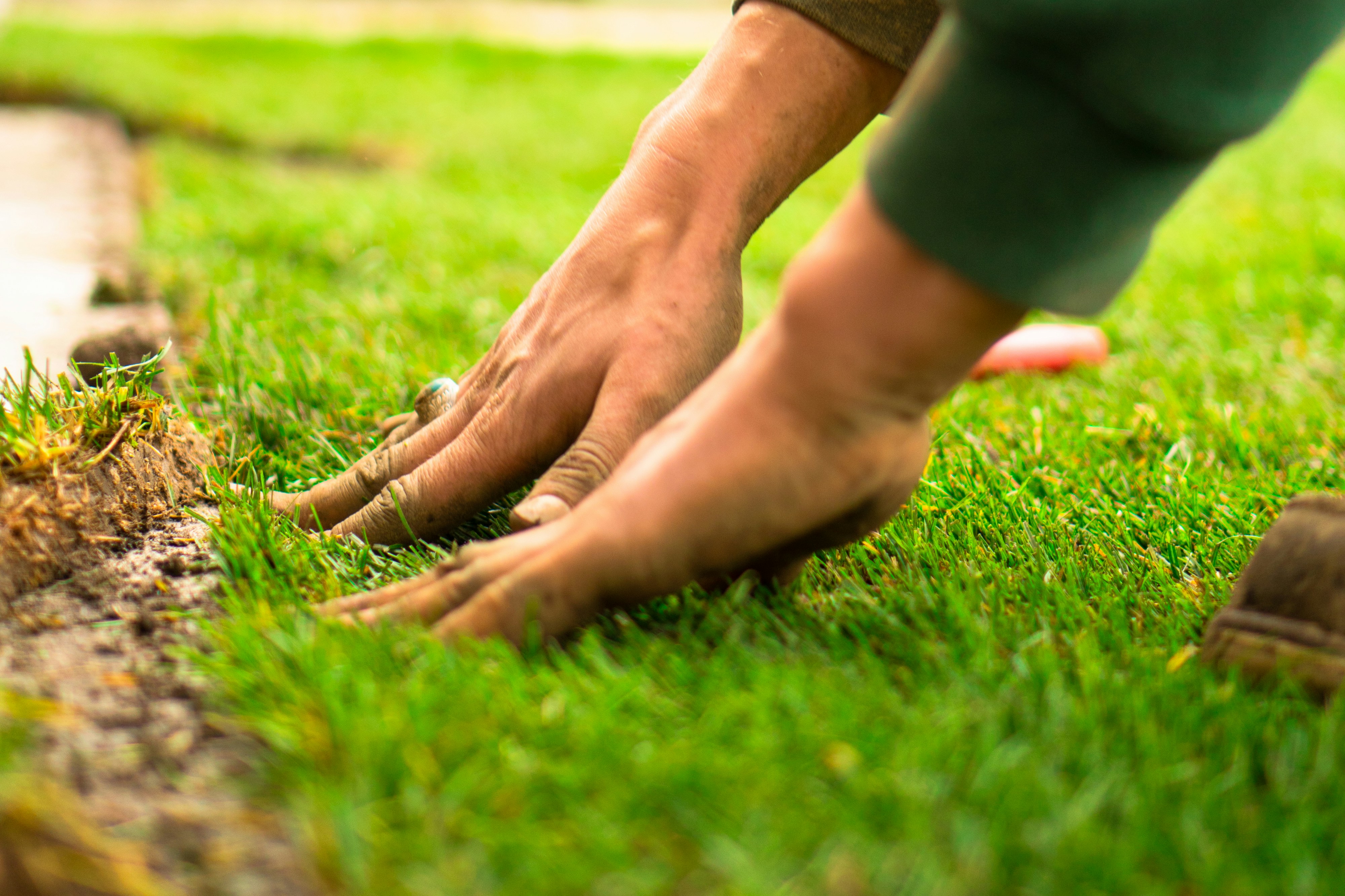 Detail image of hands tenting to freshly laid sod.